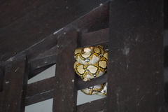 Malayopython reticulatus