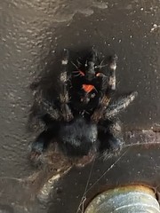 Phidippus audax