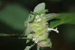 Phaulopsis imbricata