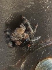 Phidippus audax