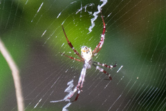 Argiope mangal