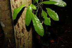 Sloanea australis