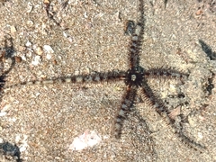 Ophiocoma scolopendrina