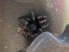 Phidippus audax