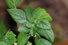 Phaulopsis imbricata