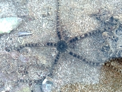 Ophiocoma scolopendrina