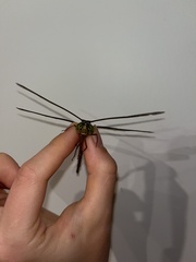 Gynacantha rosenbergi