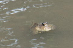 Periophthalmodon schlosseri