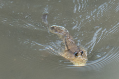 Periophthalmodon schlosseri