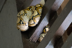 Malayopython reticulatus
