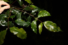 Syzygium crebrinerve