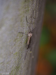 Limoniidae