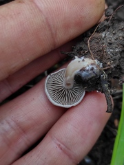 Entoloma undatum