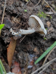 Entoloma undatum