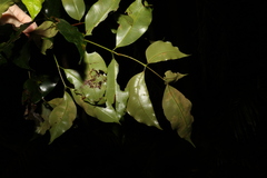 Syzygium crebrinerve