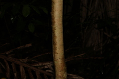 Syzygium crebrinerve