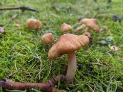 Fungi
