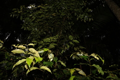 Syzygium crebrinerve