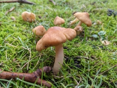 Fungi