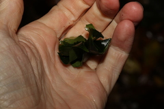 Syzygium crebrinerve