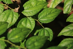 Ziziphus oenopolia