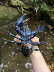 Euastacus fleckeri