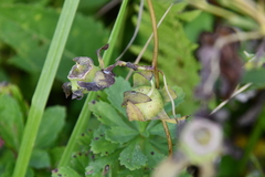 Codonopsis lanceolata