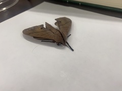 Marumba