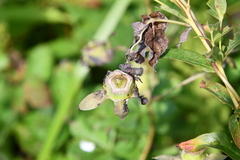 Codonopsis lanceolata