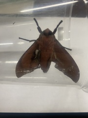 Marumba