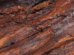 Forsteropsalis pureora