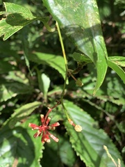 Smilax bracteata