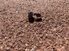 Trogidae