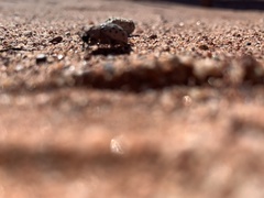 Trogidae