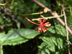 Smilax bracteata