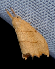 Falcaria lacertinaria