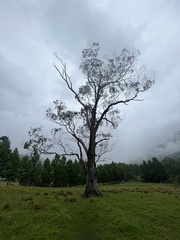 Eucalyptus quadrangulata