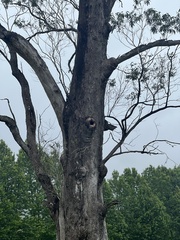 Eucalyptus quadrangulata