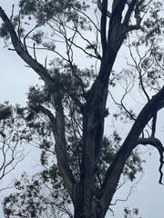 Eucalyptus quadrangulata