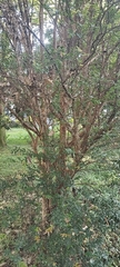 Plinia cauliflora