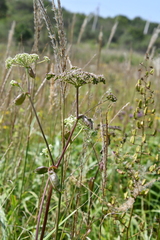 Angelica decursiva