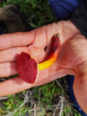 Xerocomellus dryophilus