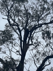 Eucalyptus quadrangulata