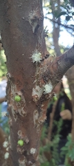 Plinia cauliflora