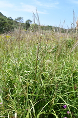 Angelica decursiva
