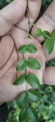 Plinia cauliflora