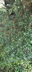 Plinia cauliflora