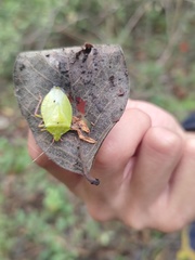 Chlorocoris