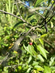 Varronia polycephala