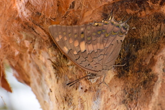 Charaxes solon